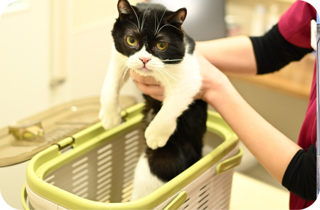 神田アニマルクリニック 上が開くキャリーケース